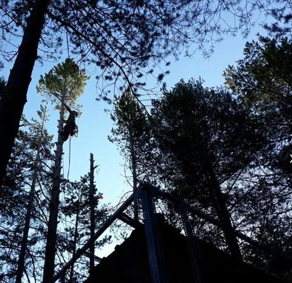 TALA Y PODA EN ALTURA DE ÁRBOLES Navarra 