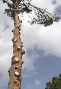 TALA Y PODA EN ALTURA Navarra, Arboricultura