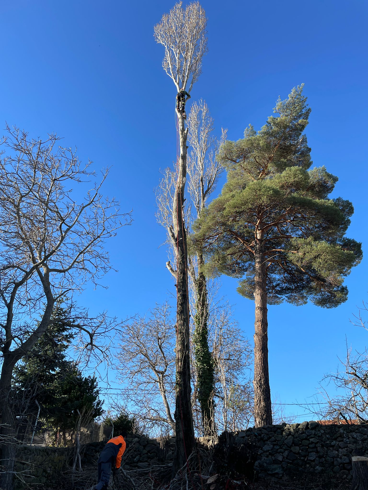 Podas y talas de árboles en altura Navarra,Arboricultura